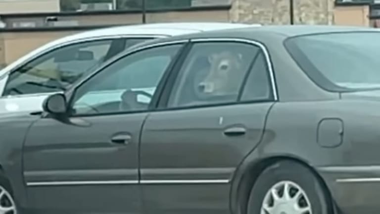 Cow spotted in a Buick going through a McDonald's drive-thru